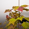 Droplet On A Maple